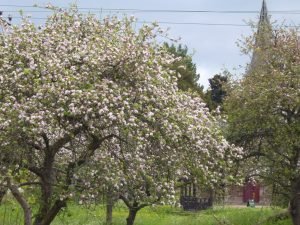 Apple trees in bloom at Breinton church for a summer's evening