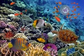 Vibrant coral reef with diverse marine life, including fish, a sea turtle, and jellyfish