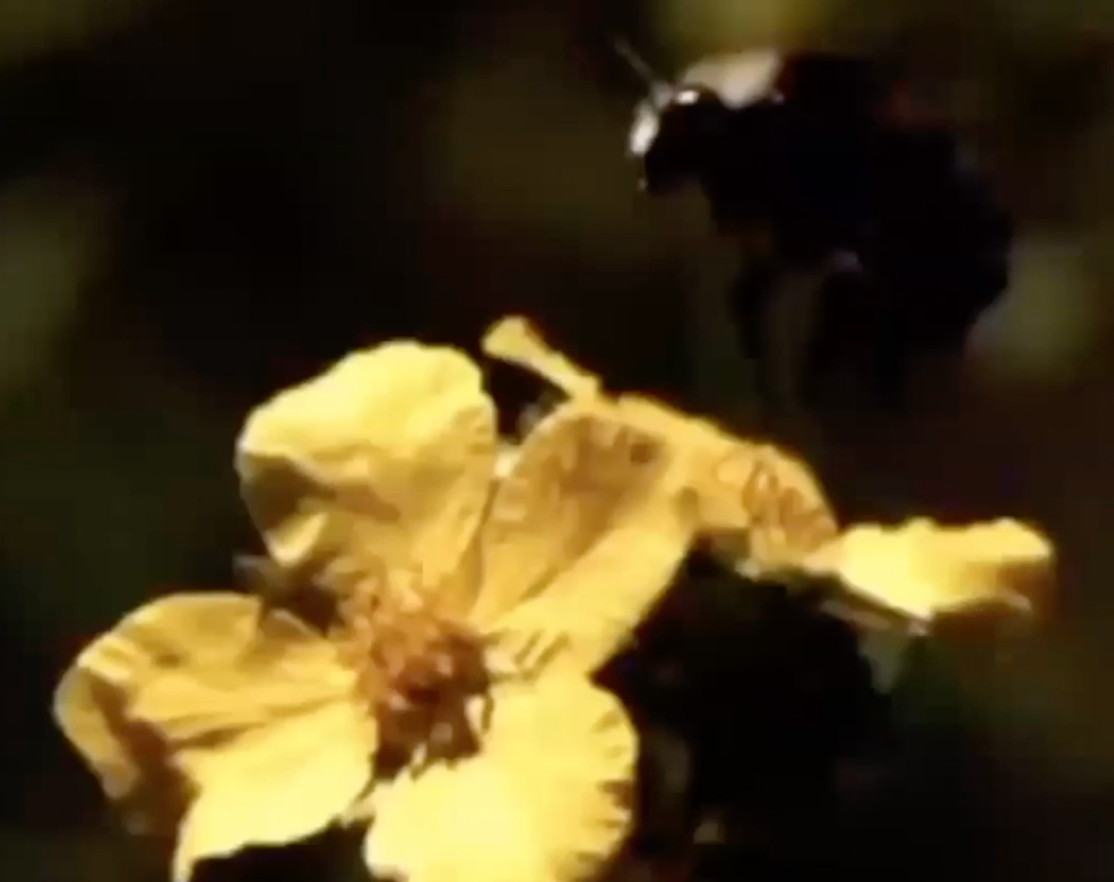 Close-up of a bee approaching a pale yellow flower.
