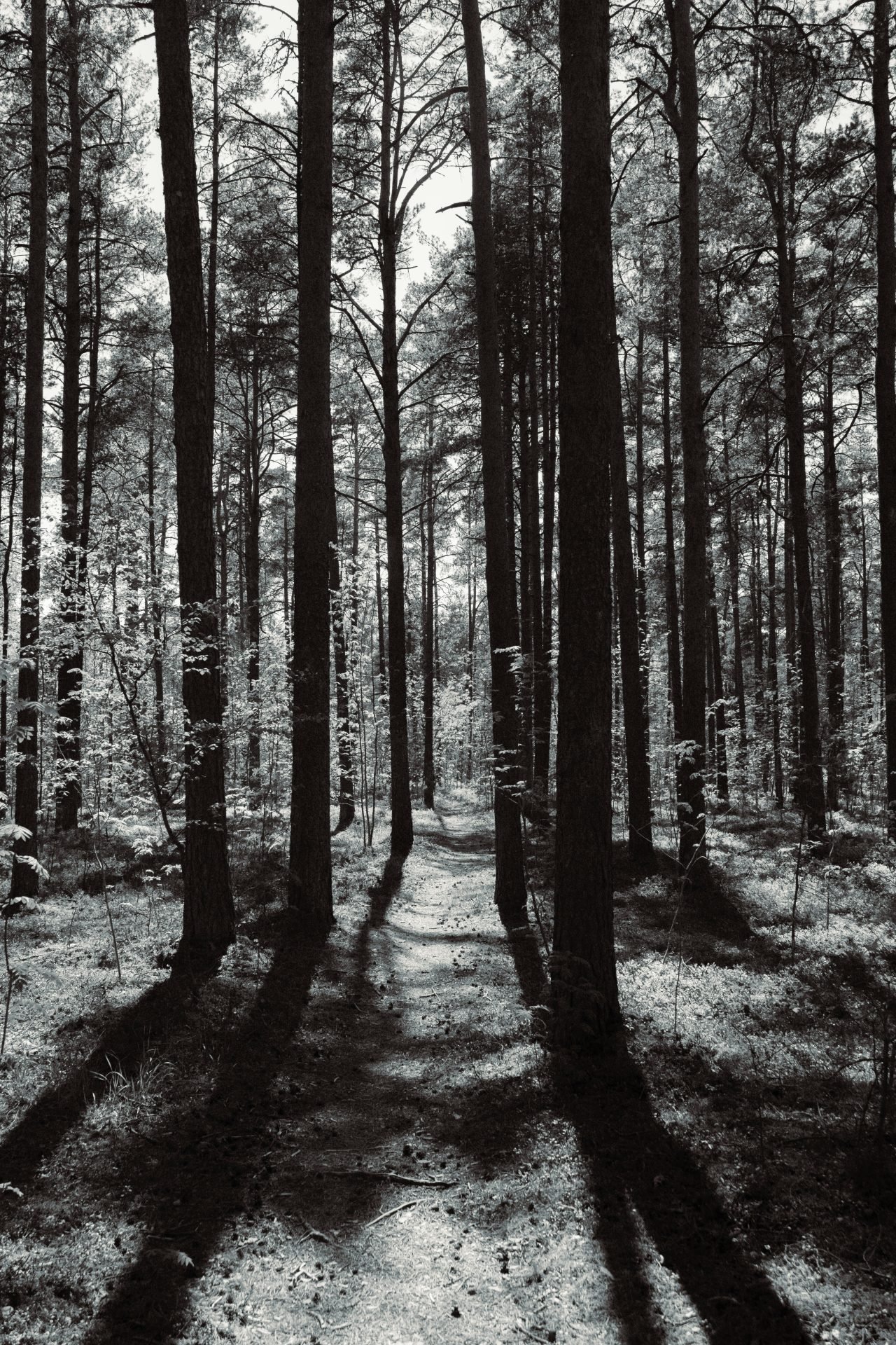 Sunlit forest path with tall pine trees and dappled shadows, reminiscent of formation resources.